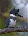 _1SB0120 belted kingfisher
